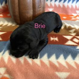 Brie - Black female Schnoodle puppy in Pleasanton, Texas from Gooch Canines (Giant Schnoodles)