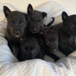 Boy 3 - Black brindle male Dutch Shepherd puppy in San Diego, California from TecK9s