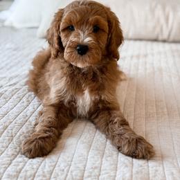 George - Blue collar - Red  male Goldendoodle puppy in Ruthorfordton, North Carolina from Duncan Doodles Goldendoodles