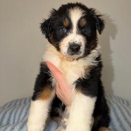 Peep - Black tri-color male Australian Shepherd puppy in Anniston, Alabama from All Hale Aussies