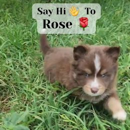 Rose - Chocolate female Pomsky puppy in Weir, Texas from Bluebonnet Pomskies
