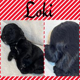Loki (Girl 6) - Black female Goldendoodle puppy in Ankeny, Iowa from Iowadoodles2love