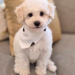 Ben - Parti male Goldendoodle puppy in Leander, Texas from Doodle Doula