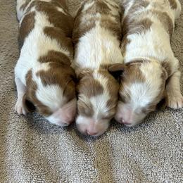 Bernedoodle, Poodle, and Soft Coated Wheaten Terrier Puppies from Whoodles of Wyoming