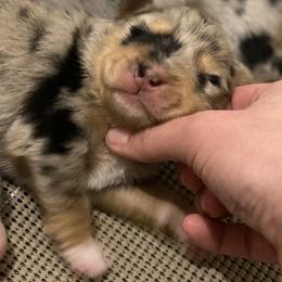 Australian Shepherd Puppies from Echolight Australian Shepherds