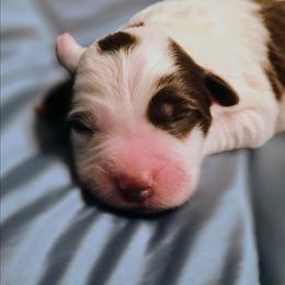 Rosie - White and red female Border Collie puppy in Fresno, California from Alpine Tails