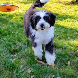 Bailey - Australian Labradoodle