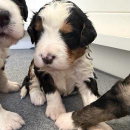 Green - Tri-color male Bernedoodle puppy in Marne, Michigan from MI Doodles