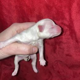 Winter - Cream parti female Pomeranian puppy in Franklin, North Carolina from A&J Cutie Pawtooties