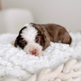 Mint boy - Chocolate male Australian Labradoodle puppy in Syracuse, Indiana from The Doodle Cove