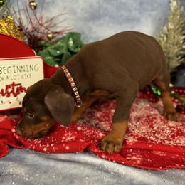 Idris - Red and rust male Doberman Pinscher puppy in Aredale, Iowa from Royal Dynasty Dobermann Kennel