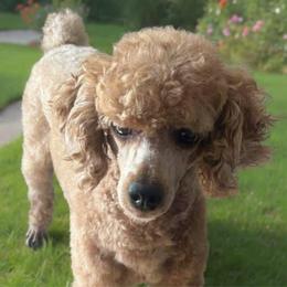 Benny - Poodle