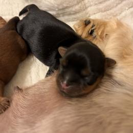 Oreo - Black and gold male Shorkie puppy in Escondido, California from Yorkies of Escondido