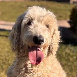 Goldendoodles from Golden Desert Doodles