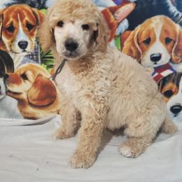 Jupiter - Cream male Poodle puppy in Cleburne, Texas from Lone Star Standard Poodles LLC