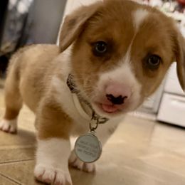 Pembroke Welsh Corgi Puppies from Carolina cotton candy corgis