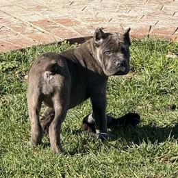 Yellow callor - Gray brindle female Cane Corso puppy in Morgan Hill, California from Corso Empire