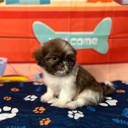 CKC Girl 3 - Red and white female Shih Tzu puppy in Houston, Texas from Paws n Claws