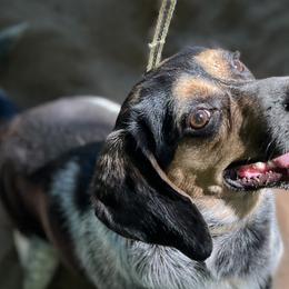 Beagles and Staffordshire Bull Terriers from Thor’s Beagles & Maha’s Staffy