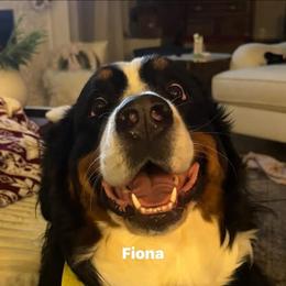 Fiona - Bernese Mountain Dog