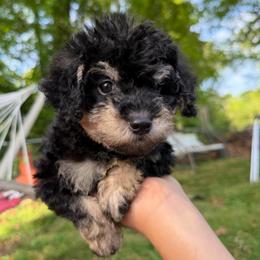 Arthur - Phantom male Poodle puppy in Chattanooga, Tennessee from Joy-Fur Puppies