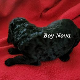 Nova - Poodle puppy in Burleson, Texas from Patriotic Poodles