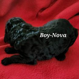 Nova - Poodle puppy in Burleson, Texas from Patriotic Poodles