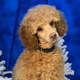 Poodles from G–/ Kennel