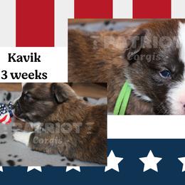 Kavik - Brindle and white male American Corgi puppy in Sedro Woolley, Washington from Patriot Corgis