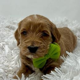 Green Male - Apricot male Goldendoodle puppy in Great Falls, Montana from Montana Goldendoodles