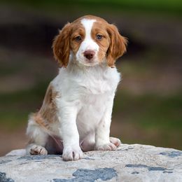 Brittany Puppies from Tommie Dahl