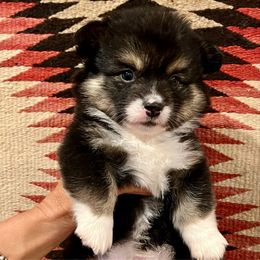 Jack - Black and tan male American Corgi puppy in Los Lunas, New Mexico from Blue Diamond Welsh corgis