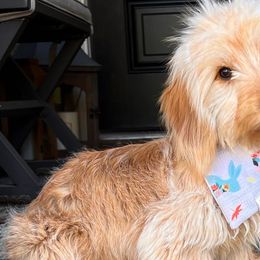 Dachshunds from Mini Browne Dachshunds