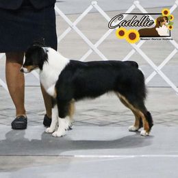 Tana - Miniature American Shepherd