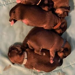 Lhasa Apso puppies from Lhasa Apso OKC