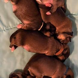 Lhasa Apso puppies from Lhasa Apso OKC