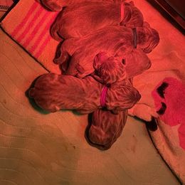 Weimaraner Puppies from Rustic Moon Weimaraners