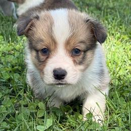 Sorrel - Red male American Corgi puppy in Scottown, Ohio from Wyndy Ridge Corgis