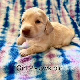 Girl 2 AKC 3995 - Cream female Dachshund puppy in Ocala, Florida from Island Farms Mimi’s Dachshunds Florida