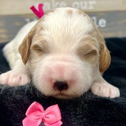 Pink Male - Parti male Goldendoodle puppy in Great Falls, Montana from Montana Goldendoodles