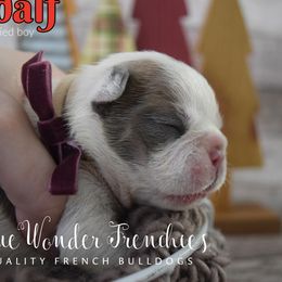 Gandalf - Blue fawn male French Bulldog puppy in Loxahatchee, Florida from Blue Wonder Frenchies