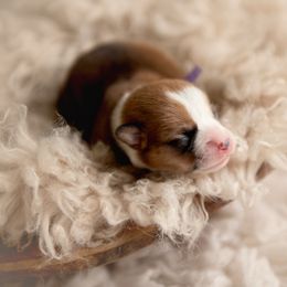 Purple Collar Female - Star - Sable female Pembroke Welsh Corgi puppy in Waverly Hall, Georgia from 6g Ranch Corgis