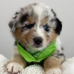 Monterey - Blue merle male Australian Shepherd puppy in Benicia, California from Aussie-Love