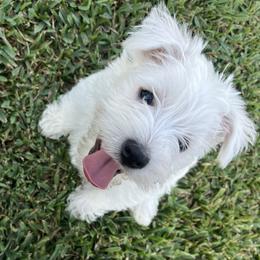 West Highland White Terrier Puppies from Amazing Grace Westies