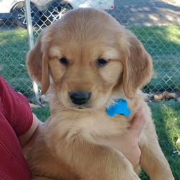 Golden Retriever Puppies from Lilac Acres
