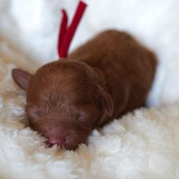 Red Collar - Red  male Poodle puppy in Las Vegas, Nevada from Plush Toy Poodle Puppies & Pals