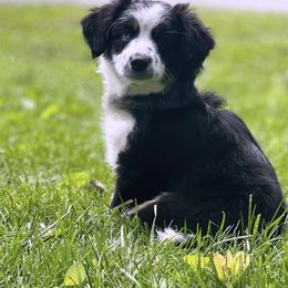Miniature American Shepherd, Miniature Australian Shepherd, and Toy Australian Shepherd Puppies from Dusty Spring Australian Shepherds