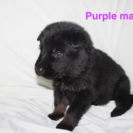 Purple male - Bi-color male German Shepherd puppy in Ann Arbor, Michigan from Von Der Havier German Shepherds