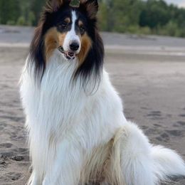 Collies from Teal Bluffs Rough Collies