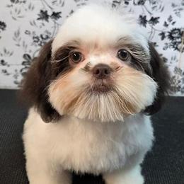 Maddox - Liver and white male Shih Tzu puppy in Parma, Ohio from D's DeVine Shih-Tzu